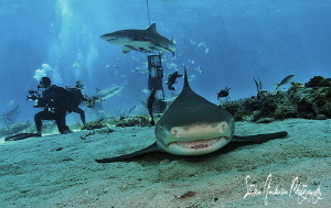 This Lemon Shark returns to the round of lap at Tiger Bea... by Steven Anderson 